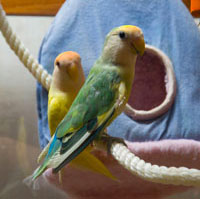 Birds