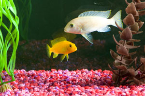 Fish
